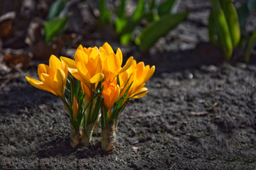 Yellow crocuses on garden bed