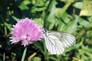 White butterfly on purple flower