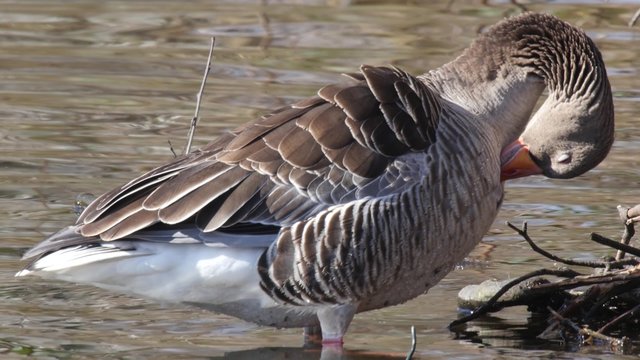 Close up of a Greylag goose cleaning feathers 