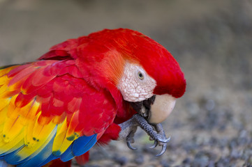 Red ara parrot