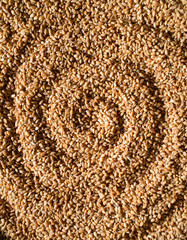 Seed of wheat. Processed organic wheat grains as agricultural base. organic concept