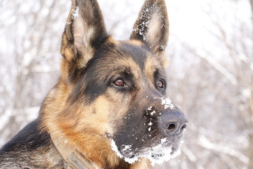 Собака немецкая овчарка с мордой в снегу