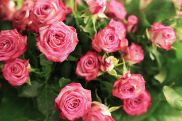 pale pink shrub roses
