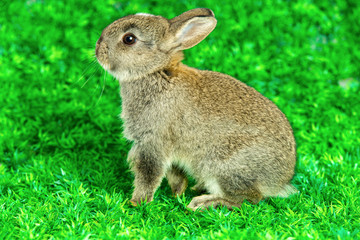 Little bunny standing