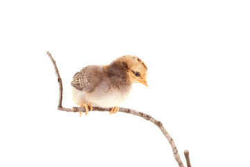Baby chicken sitting on twig over the white