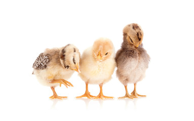Chickens isolated on white