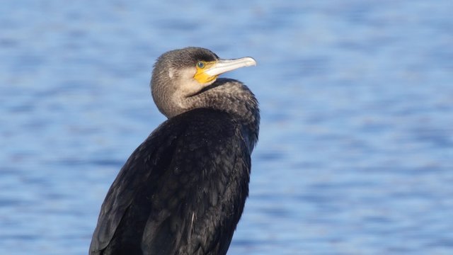 Close up of a Great Cormorant resting at a lake
