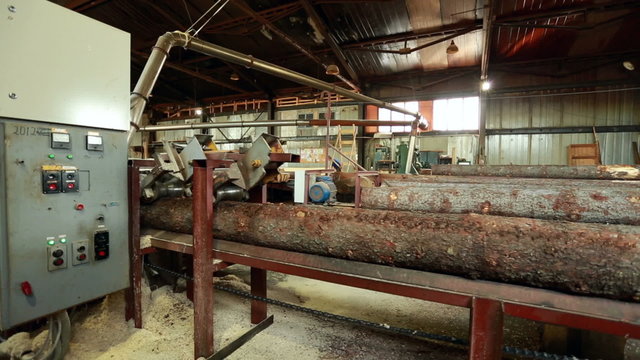 Process of sawing. Log moves along conveyor belt