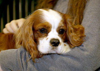 Cavalier king charles spaniel puppy in unknown breeders arms