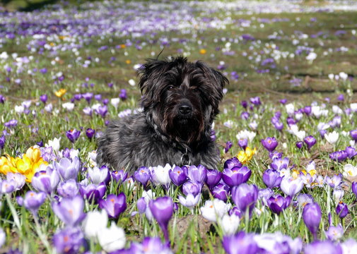 Osterhund auf Krokuswiese