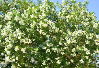 Fototapeta na wymiar Bush with white flowers.
