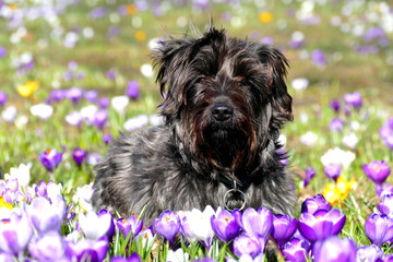 Osterhund auf Krokuswiese