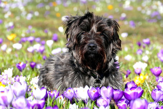 Osterhund auf Krokuswiese
