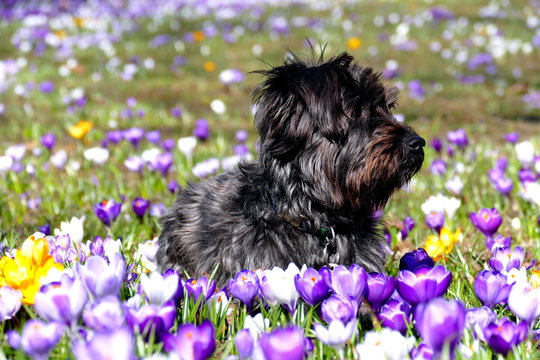 Osterhund auf Krokuswiese