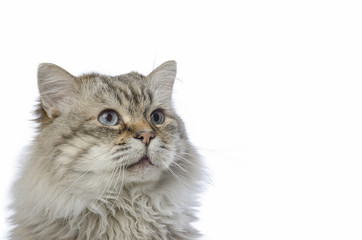 Cat Siberian breed tabby on white background.