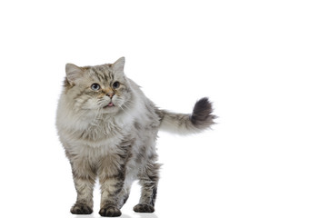 Cat Siberian breed tabby on white background.