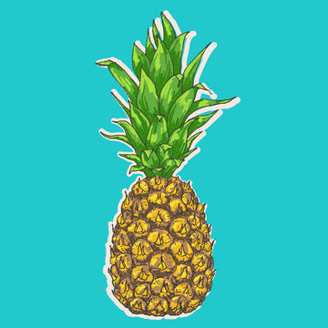 Vector pineapple illustration, hand drawn ananas sketch