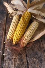 Dried corn cob © fotografiche.eu