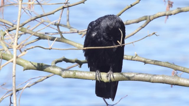 Common crow resting on a branch cleaning feathers