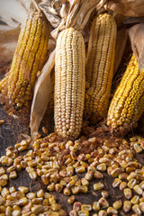 Dried corn cob © fotografiche.eu