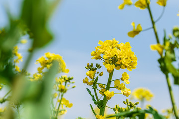 Yellow rape flower bloom in farmland