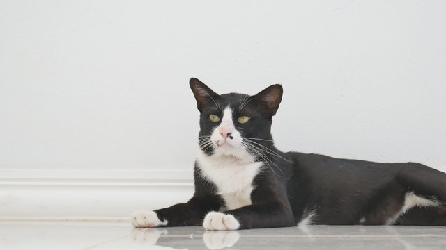A black and white cat to lie relaxing on the floor in living room 