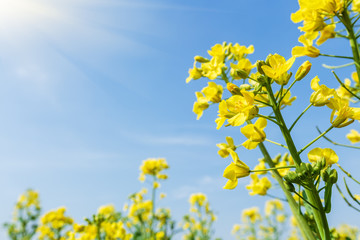 Fototapeta premium Yellow rape flower bloom in farmland