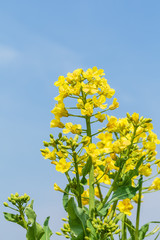 Yellow rape flower bloom in farmland