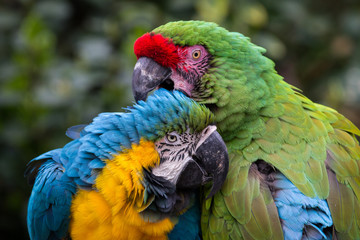 Two Macaws