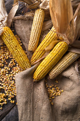 Dried corn cob © fotografiche.eu