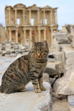 Cat at Ephesus, Turkey