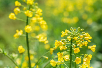 Yellow rape flower bloom in farmland