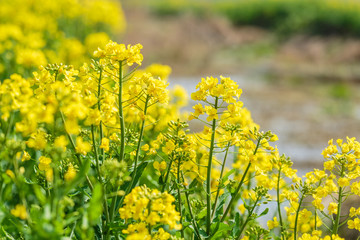 Yellow rape flower bloom in farmland