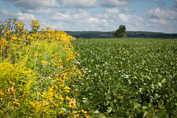 Flowering Field