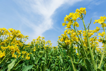 Yellow rape flower bloom in farmland