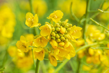 Yellow rape flower bloom in farmland