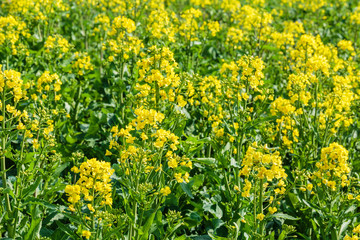 Yellow rape flower bloom in farmland