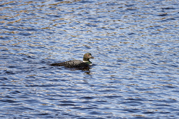 Sunlight on Common Loon