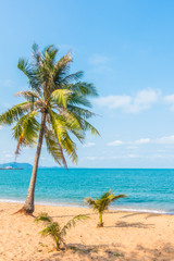 Naklejka na ściany i meble Coconut tree on the beach