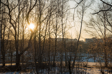 Footpath in a snowy deciduous forest during sunset and sun glowing through trees