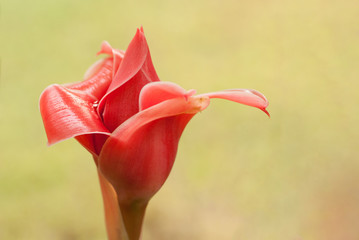 Red torch ginger flower bud, Etlingera elatior