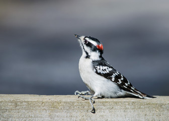 Downy Woodpecker