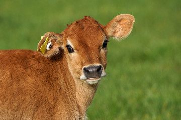 cute calf
