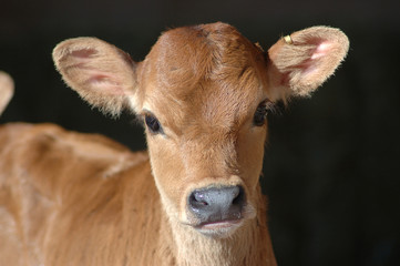 jersey calf