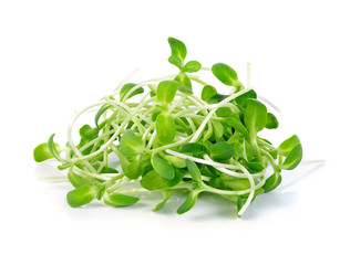 sunflower sprouts isolated on white background