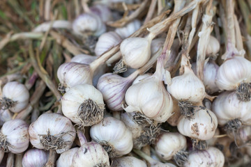 Fresh garlic
