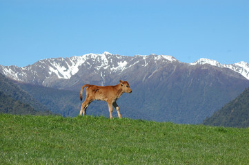 jersey calf on hump