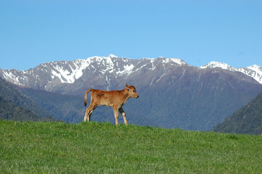 Jersey Calf On Hump