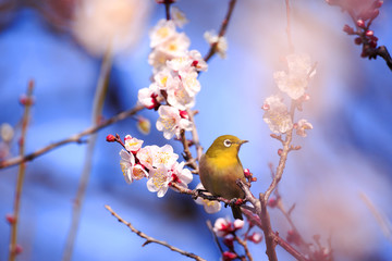 Fototapeta premium Mejiro on a twig of japanese apricot