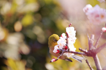 Mejiro on a twig of japanese apricot